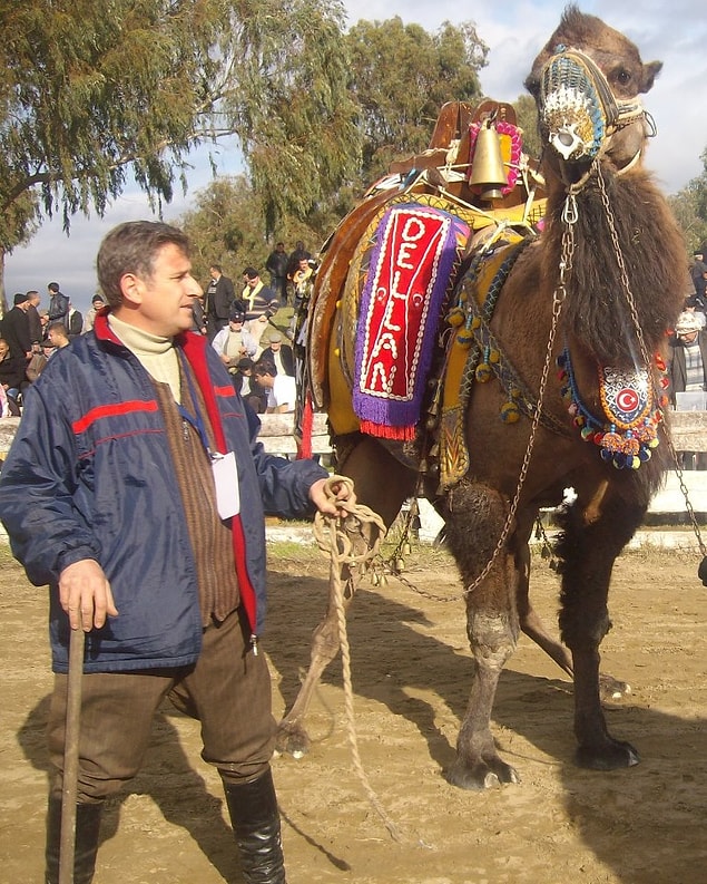 5. Güreşçi develer "savran" denilen deve bakıcısı tarafından yetiştirilir.