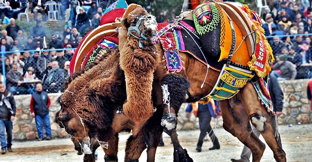 7. Güreşleri yönetmek için seçilmiş hakemler vardır.