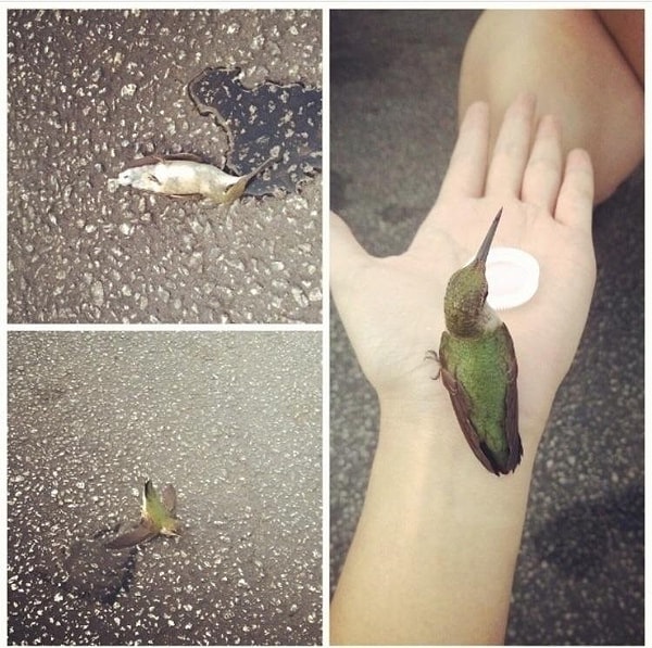 5. Бедная колибри упала в обморок на парковке из-за недостатка воды в ее организме