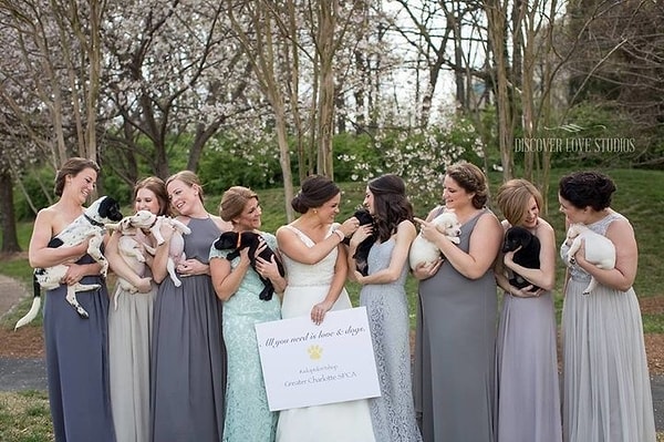 8. Невеста и ее подружки заменили букеты на свадебной фотографии щенками