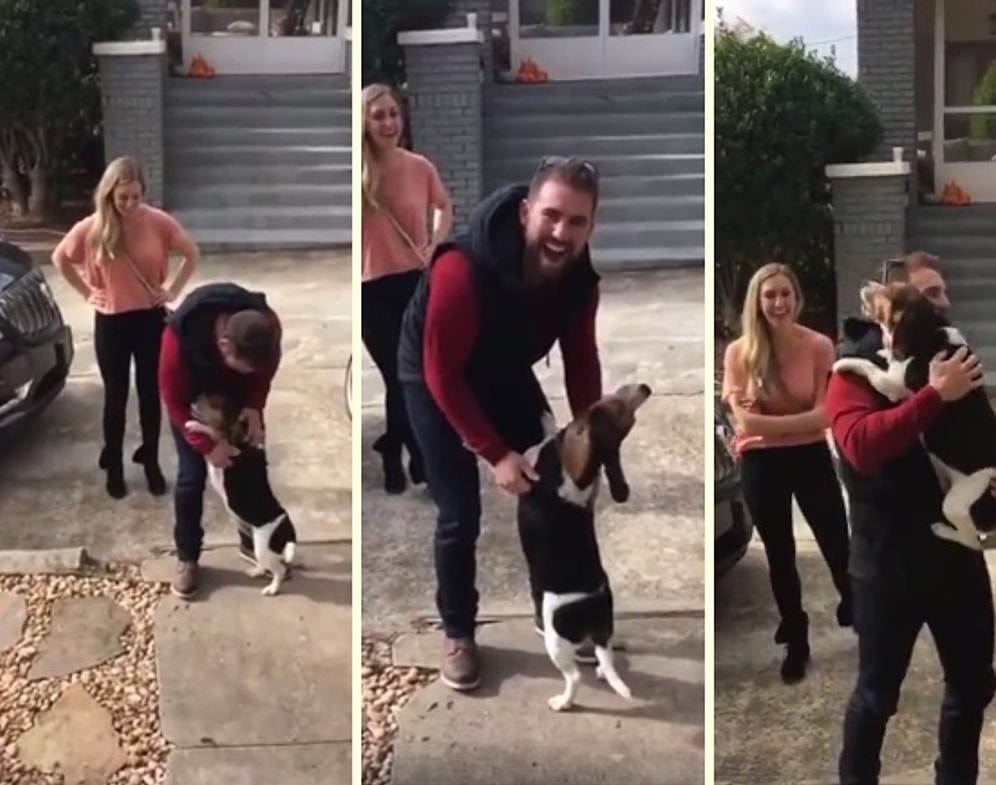 Uzun Süredir Görmediği Dostuna Kavuşunca Sevinçten Kendini Kaybeden Köpek