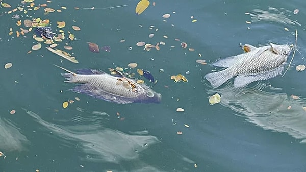 7. Сточные воды, фаст-фуд и промышленность