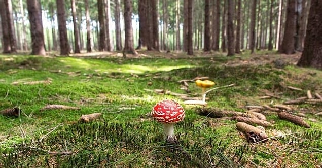 4. Sıradaki görselimiz için hislerini alalım...