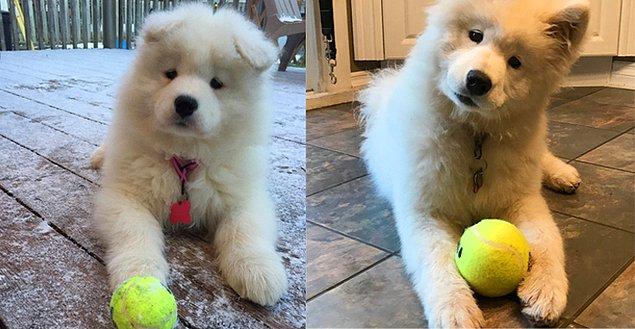 11. Mochi'nin topu ona 2 aylıkken futbol topu gibiyken, 6 aylıkken gerçek bir tenis topu gibi olmuş.