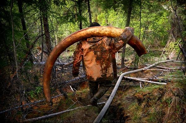 1. Radio Free Europe (Özgür Avrupa Radyosu) fotoğrafçısı Amos Chapple 2016 yılında, uzun azı dişleri olan havyanlar ve soyu tükenmiş tüylü mamutların kalıntıları için yasadışı aramalar yapan Rusların arasına katılmıştı.