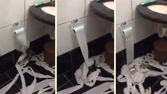 Dünyaya Gelir Gelmez Tuvalet Kağıdını Kendine Düşman Belleyen Yavru Kediler