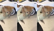 Elon Musk Övünerek Paylaştı: Tesla Servisi Kedi Kurtarma İşi İçin de Hizmetinizde!
