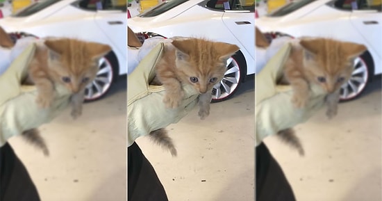 Elon Musk Övünerek Paylaştı: Tesla Servisi Kedi Kurtarma İşi İçin de Hizmetinizde!