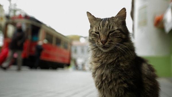 Ceyda Torun’un yönettiği, İstanbul’un sokak kedilerine odaklanan belgesel “Kedi”, Kuzey Amerika’da Fatih Akın’ın “Köprüyü Geçmek” belgeselinden sonra gösterime giren ilk Türkçe belgesel oldu.
