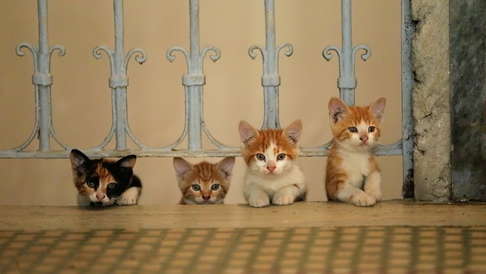 Sinema Salonlarını Patilediler: "Kedi" ABD'de En Çok İzlenen Türk Filmi Oldu!