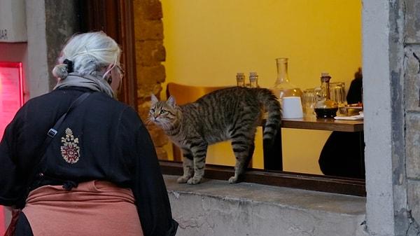 Belgeselin başrolünde ise tahmin edeceğiniz üzere İstanbul'un sokak kedileri yer alıyor.