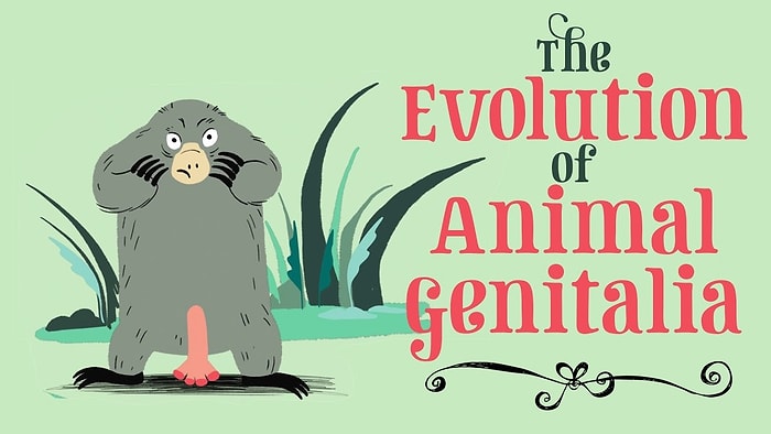 Hayvan Üreme Organlarının Evrimi