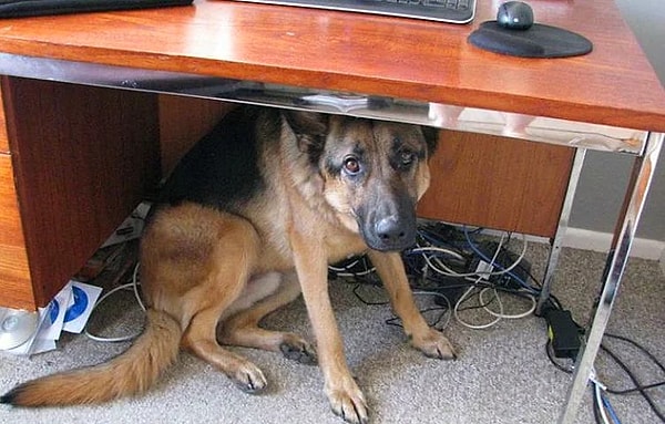 1. По мнению ученых, наличие связи между землетрясениями и реакциями животных установлено уже очень давно.