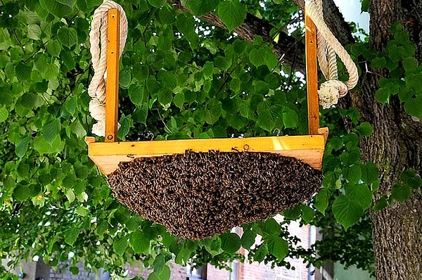 2. Перед землетрясением меняется поведение пчел, куриц, кошек и собак.