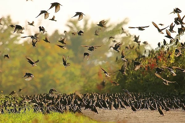 3. По данным научных исследований, ежегодно в мире происходит около 500 000 землетрясений. Но все эти землетрясения чувствует всего около 100 000 людей.