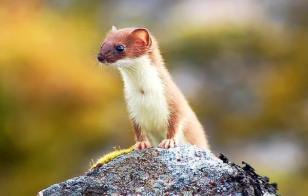 4. В Японии, сейсмологически опасной зоне, пытались использовать животных в качестве "живых" барометров, однако исследования не дали стабильных результатов.