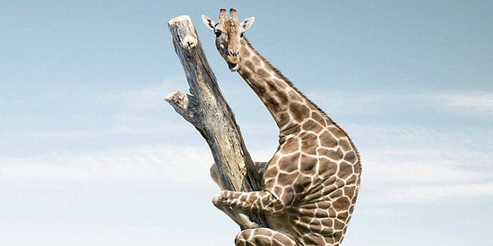 Правда или ложь? Чувствуют ли животные приближающееся землетрясение?