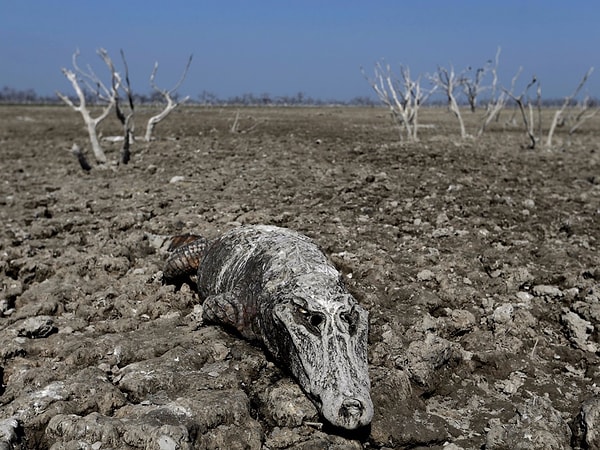 4. Скелет каймана, найденный в высохшей реке Пилькомайо (Парагвай).