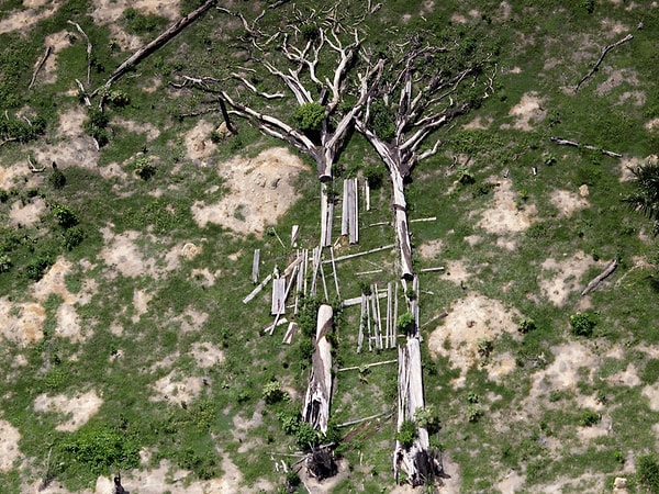 20. Эти поваленные деревья - результат мероприятий, нацеленных на борьбу с нелегальными лесозаготовками и горным делом в городе Нову-Прогресу (северная Бразилия).