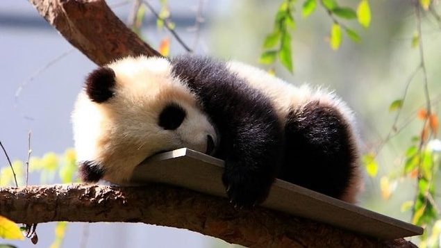 Panda yavrusu çıktı!