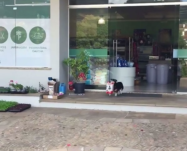 1. Знакомьтесь, Питуко - бразильский пес, который ежедневно сам ходит за покупками!