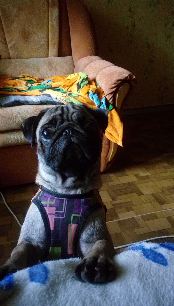 БОНУС: Моя собака, когда ей сказали, что теперь она будет ходить в магазин сама