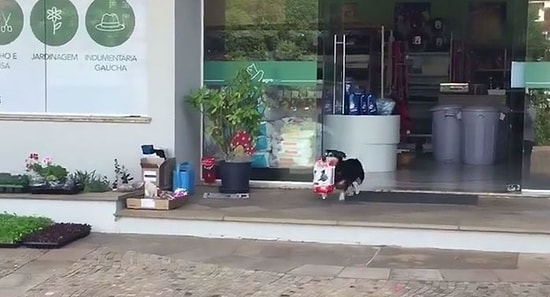 Этот бразильский пес каждый день самостоятельно ходит за покупками!