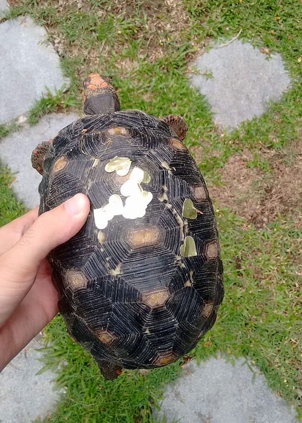 2. Пока она не пропала на три недели и не вернулась домой с золотыми блестками на панцире, указывающими на то, что без хозяина она неплохо провела время