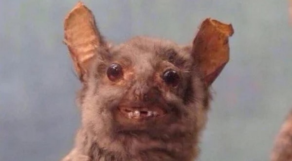 13. Каждый раз, когда вы клятвенно обещаете себе встать пораньше, накраситься, сделать офигенную причёску, всё заканчивается вот этим: