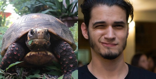 Черепаха, которая ушла из дома на три недели… чтобы поразвлечься без хозяина