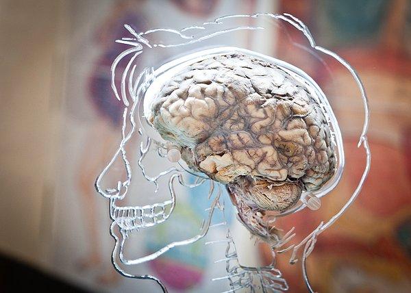 Tüm bilim insanlarının ve hatta bizlerin de kabul ettiği bir gerçek var ki, o da beynin en karmaşık organımız olduğu.