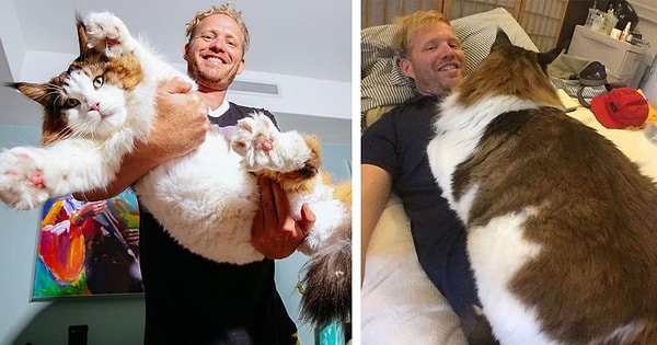 6. Кот-гигант