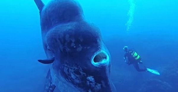 11. Гигантская обыкновенная луна-рыба