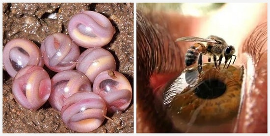 19 фото, которые точно взорвут ваш мозг и заставят спросить "почему?" 1000 раз