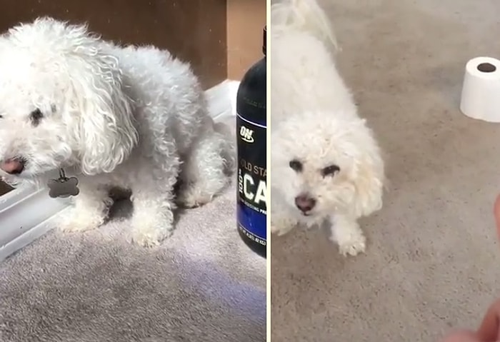 Sahibinin Bütün Mal Varlığına Zorla Çöken Çirkef Köpek