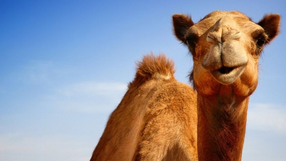 Tanıdık Gelebilir! Suudi Arabistan, 15 Bin Katar Devesini Sınır Dışı Etti...