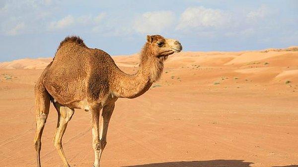 Katar, yüzölçümünün küçük olması nedeniyle develerini komşu ülke Suudi Arabistan'da otlatıyordu.