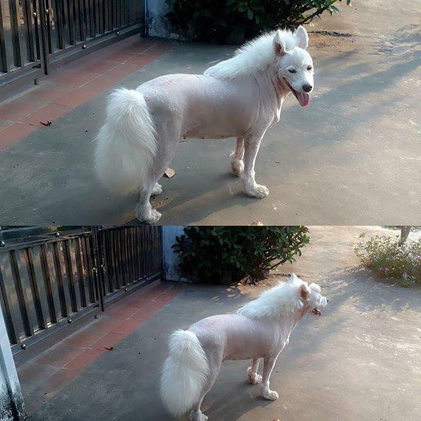 6. Никогда не давайте своим детям стричь собаку!