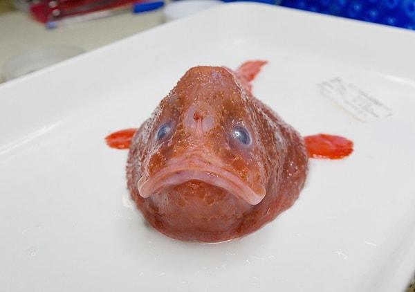 Kırmızı Coffinfish