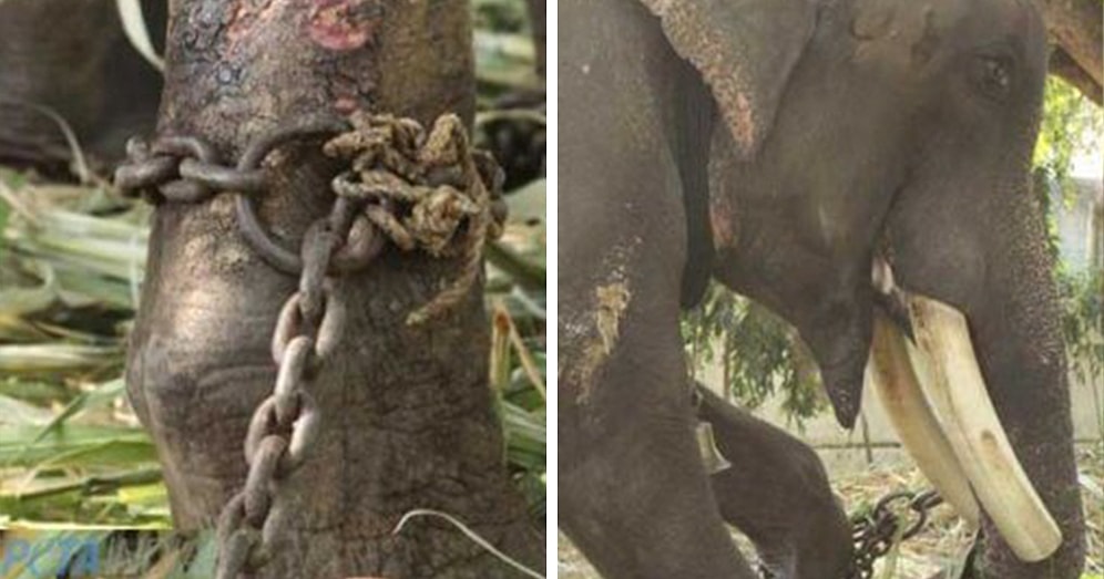 50 лет рабства: в Индии освободили слона, просидевшего на цепи полвека