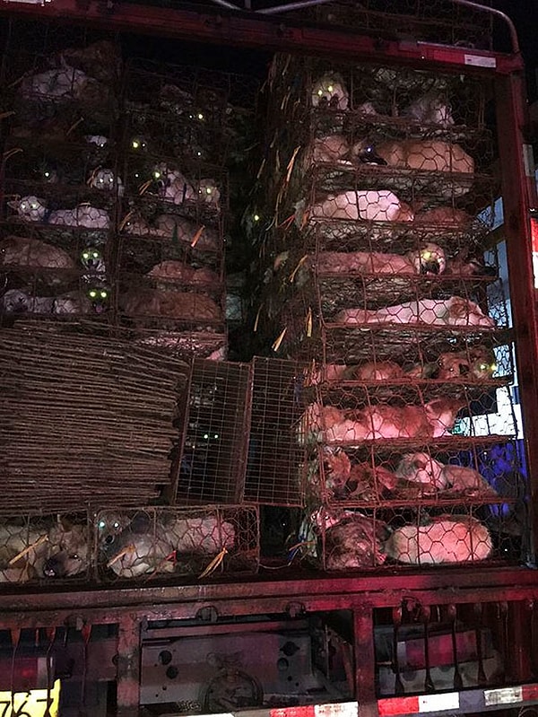 3. Питер Ли, китайский представитель Humane Society International, общества по защите животных, сказал, что «это была самая большая партия собак на убой, которую он видел в своей жизни»