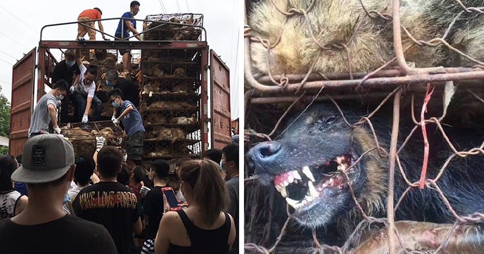 Мужчина преградил путь грузовику с 1000 собаками, которых везли на бойню