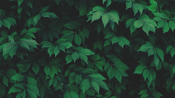 Ваш любимый цвет - зеленый!