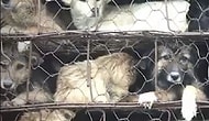 Yulin Festivali İçin Katliama Götürülen 800 Köpeği Kamyondan Kurtaran Güzel Yürekli İnsanlar