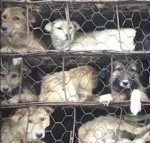 Li ve arkadaşları da kamyonu durdurduklarında 800 köpeğin her biri için belgesi olmamasını umut ettiler.