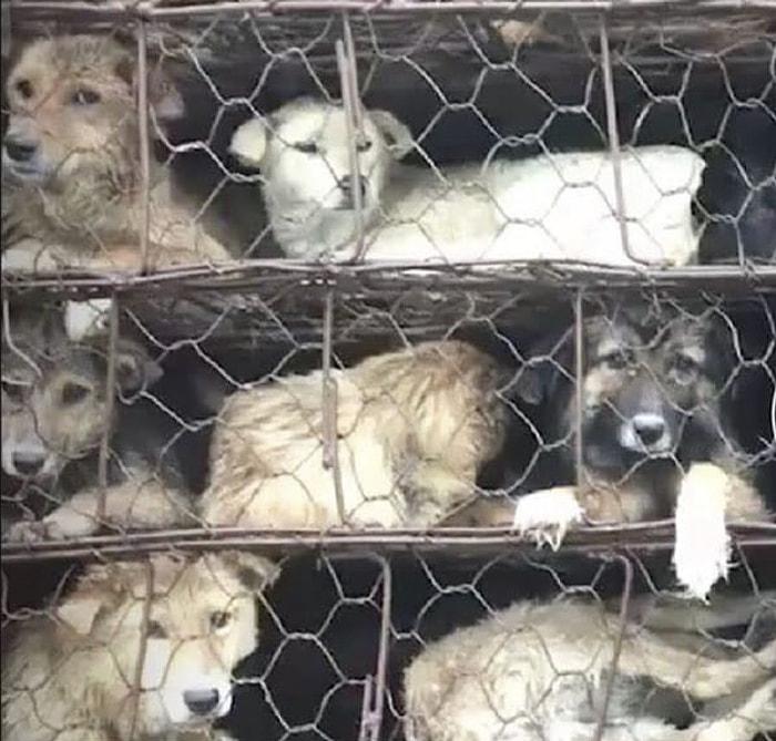 Yulin Festivali İçin Katliama Götürülen 800 Köpeği Kamyondan Kurtaran Güzel Yürekli İnsanlar