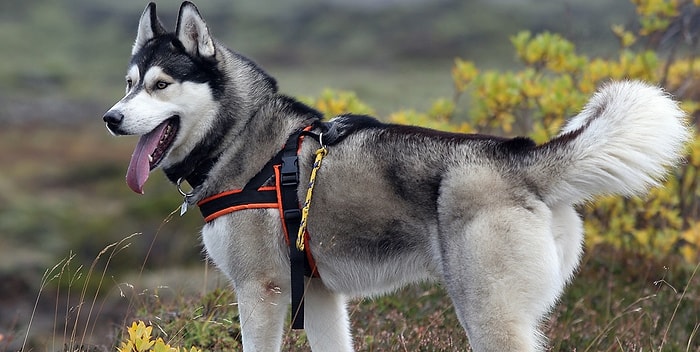 Тест: Если бы вы были собакой, то какой?