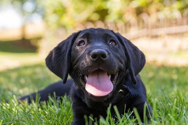 Вы — лабрадор ретривер!