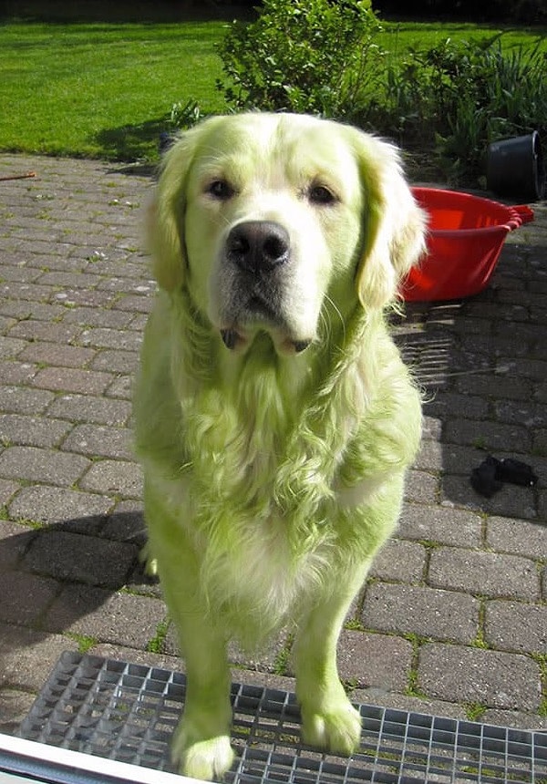 4. Вот так собаки превращаются в Халка — валяются на свежескошенном газоне