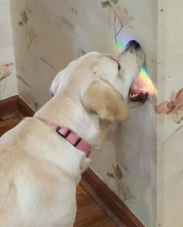 10. Кто сказал, что радугу нельзя укусить?